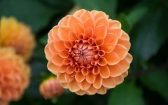 Desktop wallpaper. Flowers. ID:86163