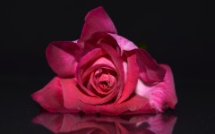 Desktop wallpaper. Flowers. ID:86189