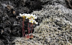 Desktop wallpaper. Flowers. ID:86377
