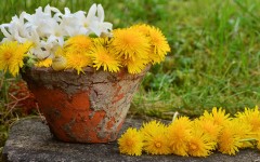 Desktop wallpaper. Flowers. ID:86469