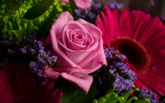 Desktop wallpaper. Flowers. ID:86470