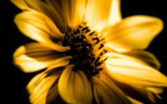 Desktop wallpaper. Flowers. ID:86510