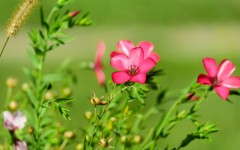 Desktop wallpaper. Flowers. ID:86547