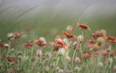 Desktop wallpaper. Flowers. ID:86588