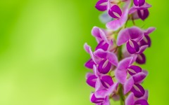 Desktop wallpaper. Flowers. ID:86595