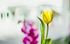 Desktop wallpaper. Flowers. ID:86838