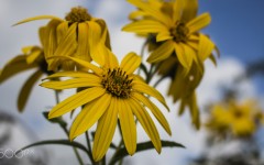Desktop wallpaper. Flowers. ID:86859