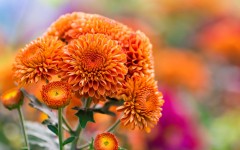 Desktop wallpaper. Flowers. ID:86867