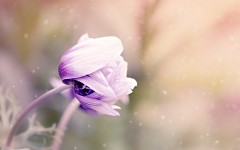 Desktop wallpaper. Flowers. ID:86893