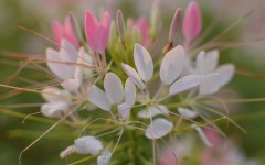 Desktop wallpaper. Flowers. ID:86895
