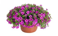Desktop wallpaper. Flowers. ID:86921