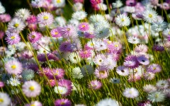 Desktop wallpaper. Flowers. ID:87014
