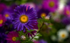 Desktop wallpaper. Flowers. ID:87046