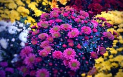 Desktop wallpaper. Flowers. ID:87094