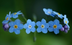 Desktop wallpaper. Flowers. ID:87095