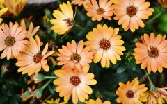 Desktop wallpaper. Flowers. ID:87115