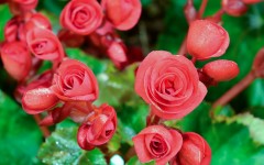 Desktop wallpaper. Flowers. ID:87180