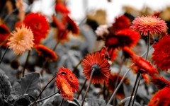 Desktop wallpaper. Flowers. ID:87332