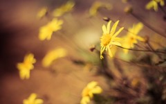 Desktop wallpaper. Flowers. ID:87391