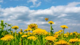 Desktop wallpaper. Flowers. ID:148839