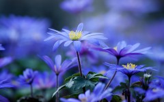 Desktop wallpaper. Flowers. ID:87580
