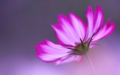 Desktop wallpaper. Flowers. ID:87813
