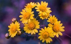 Desktop wallpaper. Flowers. ID:87822