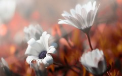 Desktop wallpaper. Flowers. ID:87872