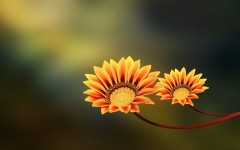 Desktop wallpaper. Flowers. ID:87948