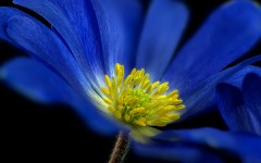 Desktop wallpaper. Flowers. ID:88091