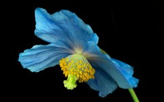 Desktop wallpaper. Flowers. ID:88092