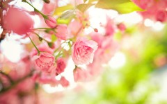 Desktop wallpaper. Flowers. ID:88228