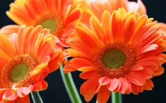 Desktop wallpaper. Flowers. ID:88294