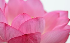 Desktop wallpaper. Flowers. ID:88352