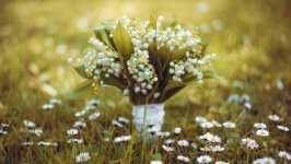 Desktop wallpaper. Flowers. ID:93181