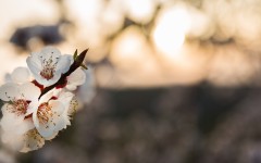 Desktop wallpaper. Flowers. ID:88454