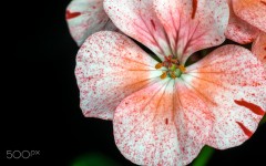 Desktop wallpaper. Flowers. ID:88647
