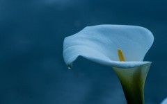 Desktop wallpaper. Flowers. ID:88649