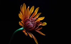 Desktop wallpaper. Flowers. ID:88656