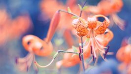 Desktop wallpaper. Flowers. ID:93183