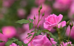 Desktop wallpaper. Flowers. ID:88696
