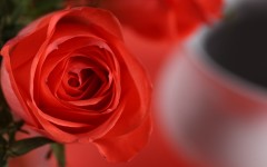 Desktop wallpaper. Flowers. ID:88765