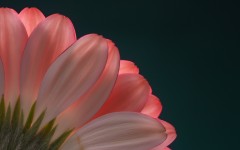 Desktop wallpaper. Flowers. ID:88797
