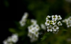 Desktop wallpaper. Flowers. ID:88857