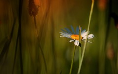 Desktop wallpaper. Flowers. ID:88927