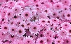 Desktop wallpaper. Flowers. ID:88996