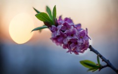 Desktop wallpaper. Flowers. ID:89044