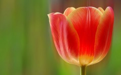 Desktop wallpaper. Flowers. ID:89075
