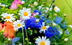 Desktop wallpaper. Flowers. ID:89080