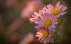 Desktop wallpaper. Flowers. ID:89148